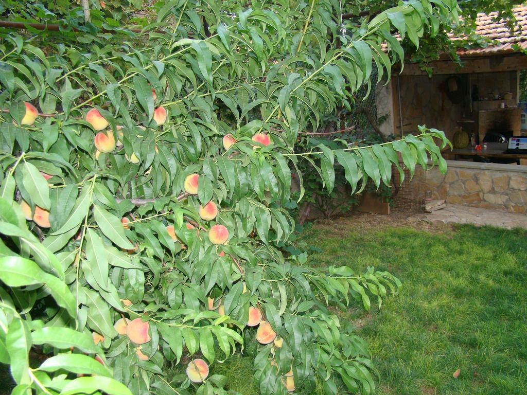 Guest House Ucha Mtsʼkhetʼa Buitenkant foto